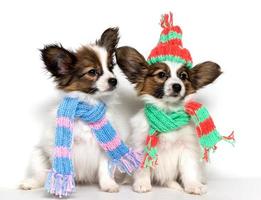 deux adorables chiots papillon sont assis dans des écharpes tricotées et un chapeau sur fond blanc. photo