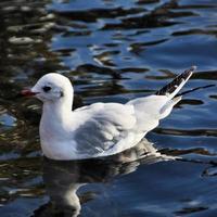 une vue d'une mouette photo