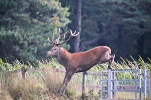 Un gros plan d'un cerf rouge dans la campagne du Cheshire photo