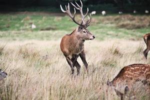 Un gros plan d'un cerf rouge dans la campagne du Cheshire photo