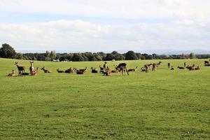 Un gros plan d'un cerf rouge dans la campagne du Cheshire photo