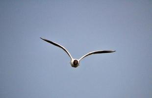 une vue d'une mouette photo