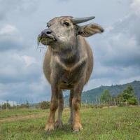 vache mangeant de l'herbe vue en contre-plongée avec nuages et nature photo