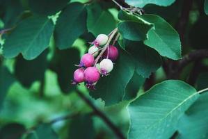 amélanchier amelanchier alnifolia ou shadberry mûrissant dans le jardin photo