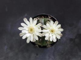 Vue de dessus de fleur de cactus blanc sur fond noir photo