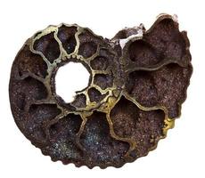 coupure de coquille d'ammonite fossile isolée photo