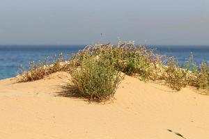 plantes vertes et fleurs sur les rives de la mer méditerranée dans le nord d'israël. photo