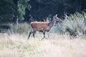 Un gros plan d'un cerf rouge dans la campagne du Cheshire photo