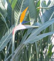 plante tropicale, verte, poussant en serre, fleur rare strelitzia royal ou oiseau de paradis, fleur merveilleuse. photo