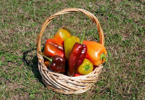 panier avec des poivrons colorés cultivés photo