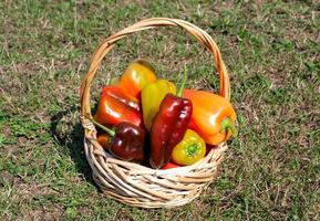 panier avec des poivrons colorés cultivés. photo