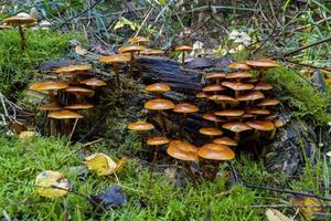 mutabilis sur bois entre mousse et feuilles photo