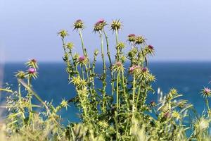 plantes vertes et fleurs sur les rives de la mer méditerranée dans le nord d'israël. photo