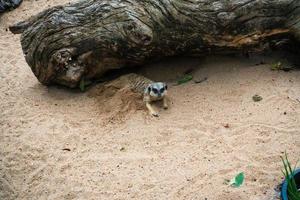 suricate jouant dans le sable photo