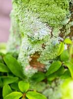 beau lichen vert, mousse et algues poussant sur le tronc d'arbre photo