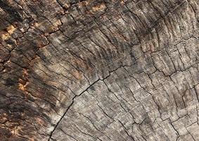 texture bois ancien fissuré photo