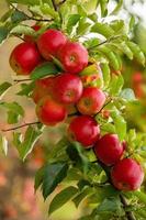 pommes fraîches du verger. récolte de pommes prête à être cueillie dans le verger de la république de moldavie.