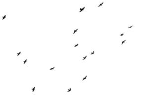volée d'oiseaux volant isolé sur fond blanc photo