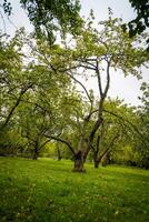 jardin de pommiers tordus photo