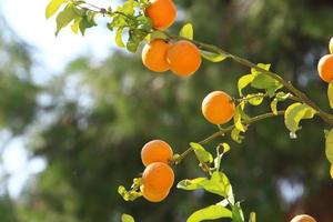 riche récolte d'agrumes sur des arbres dans un parc de la ville d'israël. photo