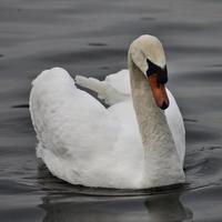 une vue d'un cygne muet photo