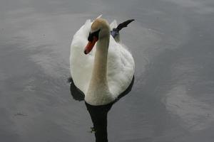 une vue d'un cygne muet photo