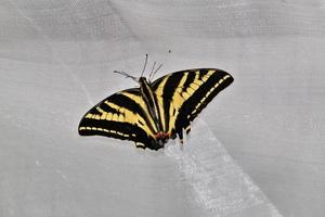 une vue d'un papillon photo