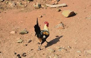 coq caracolant très fier avec de longues plumes de queue photo