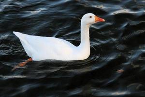 une vue d'un oiseau à wwt washington photo