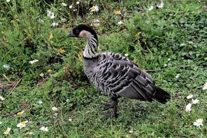 une vue d'un oiseau à wwt washington photo