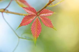 feuille rouge d'automne sur un arrière-plan flou. photo macro d'une feuille.