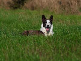 chien corgi jouant dans un champ de tournesols jaunes photo