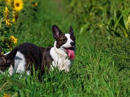 chien corgi jouant dans un champ de tournesols jaunes photo