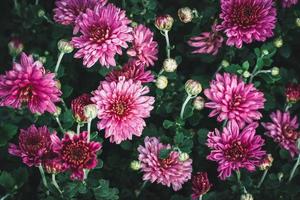 dendranthema grandiflorum, plante à fleurs de chrysanthème du fleuriste dans le jardin fleuri photo