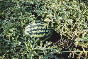 plante de pastèque poussant dans un potager biologique, mûrissant la pastèque photo