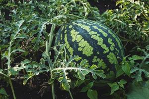 pastèque sur vigne, pastèque poussant dans le jardin agrandi photo