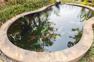 poissons koi dans l'étang du jardin photo