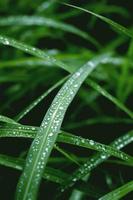 herbe verte fraîche avec des gouttes de rosée se bouchent après la pluie