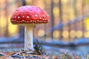 champignon au fond d'une forêt de conifères dans les bois. champignon vénéneux photo