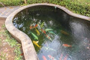 poissons koi dans l'étang du jardin photo