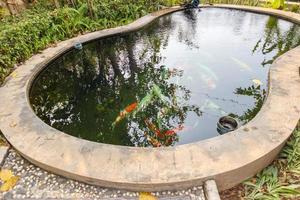 poissons koi dans l'étang du jardin photo