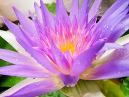 gros plan de lotus violet belle macro photo
