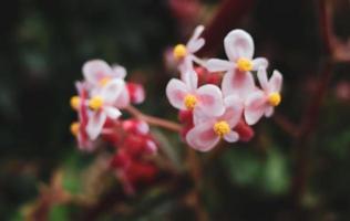 fond de fleurs roses en fleurs. fleurs rose vif comme fond floral. photo