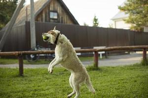 le chien saute pour le ballon. labrador en été. jeux d'animaux. photo