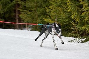 Chien d'arrêt en cours d'exécution sur les courses de chiens de traîneau photo