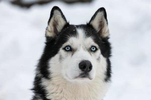 portrait de chien husky, fond neigeux d'hiver. animal de compagnie drôle sur la marche avant la formation de chiens de traîneau. photo