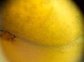 super macro de fruits photo