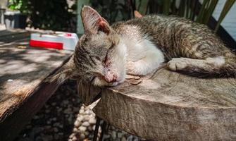 oktoberfest, le visage d'un chat endormi sur une chaise en bois en octobre photo