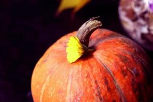 Citrouilles avec gros plan de fleur jaune, fond d'automne photo