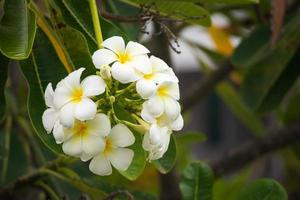 fleur de frangipanier blanc plumeria alba avec des feuilles vertes photo